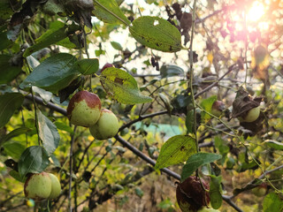 jujube on the tree