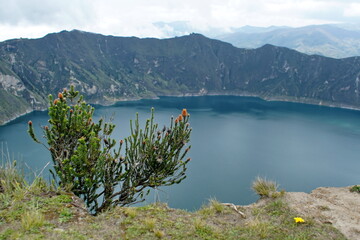 Chuquiragua flower growing on the rim above Quilotoa Lake outside of Latacunga, Ecuador
