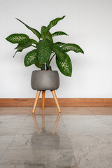 An indoor plant, elegantly potted in a gray container with wooden legs, stands against a clean...