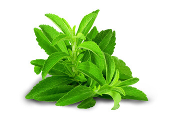 fresh green Stevia rebaudiana herb leaves for health,food related concept background,cutout in...