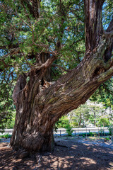 鎌倉の風景　建長寺の巨木