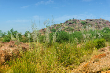 Kans grass, Saccharum spontaneum, at Rao Jodha Desert Rock Park, Jodhpur, Rajasthan, India. Near the historic Mehrangarh Fort , park contains ecologically restored desert and arid land vegetation.