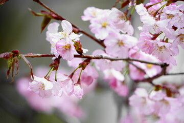 春の陽射しを浴びる桜