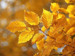 Golden Leaves - Beauty - Autumn Majesty - A majestic display of golden leaves shimmering in the sunlight, creating a scene of autumnal splendor and natural beauty