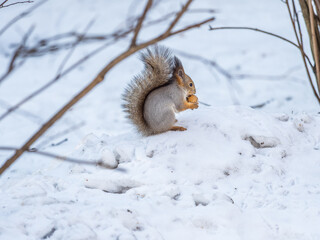 Portrait of a squirrel in winter on white snow background