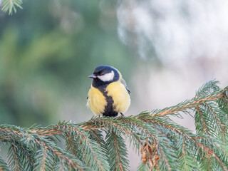 Obraz na płótnie Canvas Cute bird Great tit, songbird sitting on the nice branch with beautiful autumn background