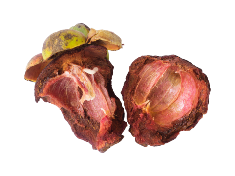 Split mangosteen peel against isolated white background for mangosteen peel extract concept