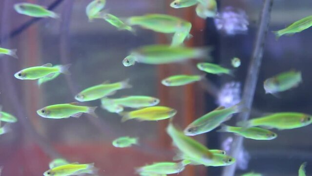 Many schools of green zebra fish in aquariums are sold at the Splendid Malang animal market