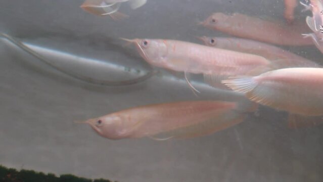 A group of small albino silver arowana fish for sale at the Splendid Malang animal market