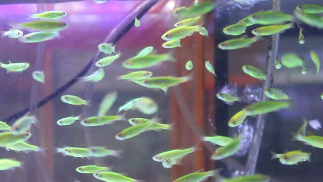 Many schools of green zebra fish in aquariums are sold at the Splendid Malang animal market