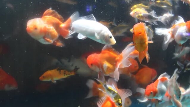 Many schools of goldfish fish in aquariums are sold at the Splendid Malang animal market