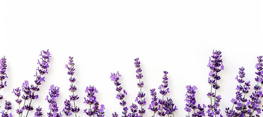 Lavender Flowers with Copy Space on White Background banner