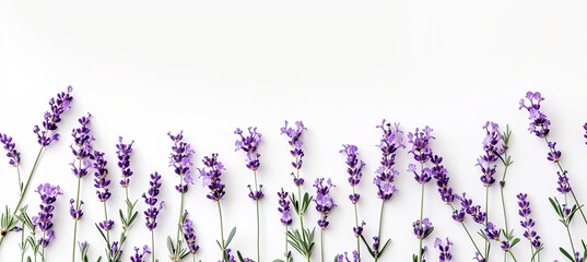 Lavender Flowers with Copy Space on White Background 