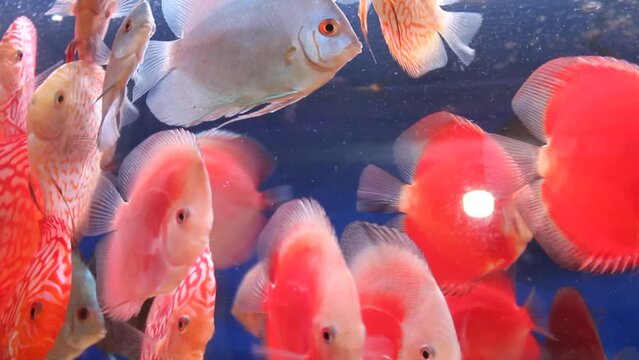 Many schools of colorful discus fish in aquariums are for sale at the Splendid Malang animal market
