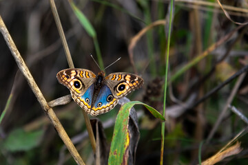 closeup of junonia genoveva butterfly perched on grass