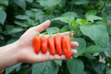 mini paprika
