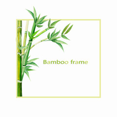 Frame square with bamboo stems, hand drawn watercolor illustration, succulent stems and green leaves in Asian style, there is space for text. For design of flyers, labels, cosmetics, gift packaging