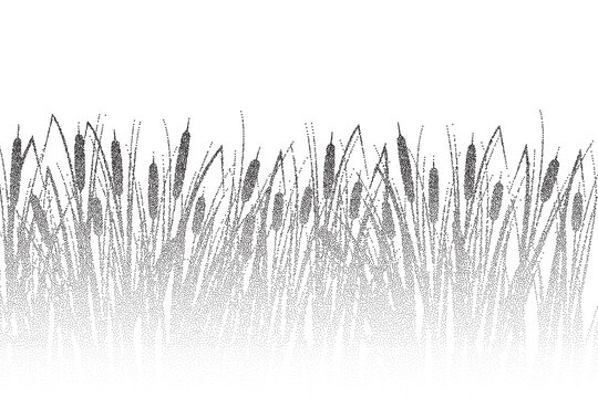 Grass reed stipple silhouette. Vector swamp cattail plants over water, dotted river marsh landscape with shadow.