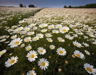 Beautiful fully bloomed daisy flower field for background 