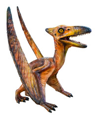 Young Pteranodon is flying. Pteranodon is a genus of Pterosaur and lived during the late Cretaceous...