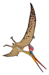 Pteranodon Sternbergi is an extinct genus of pteranodontid pterodactyloid pterosaur from the Late Cretaceous geological period
