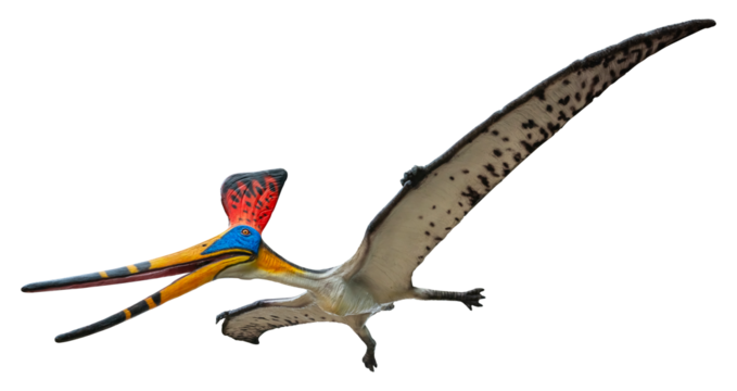 Pteranodon Sternbergi is an extinct genus of pteranodontid pterodactyloid pterosaur from the Late Cretaceous geological period