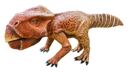 Leptoceratops is a herbivore genus of primitive Ceratopsia or Ceratopia dinosaurs from the late...