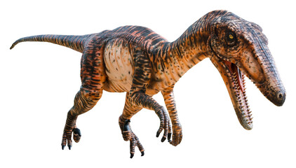 Velociraptor (Raptor) is a carnivore genus of small dromaeosaurid dinosaur that lived in Asia...
