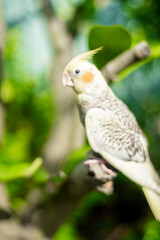 However some modernday mutations Nymphicus hollandicus are sexlinked and the male and female chicks are easily distinguishable as soon as their feathers come in.