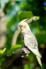 However some modernday mutations Nymphicus hollandicus are sexlinked and the male and female chicks are easily distinguishable as soon as their feathers come in.