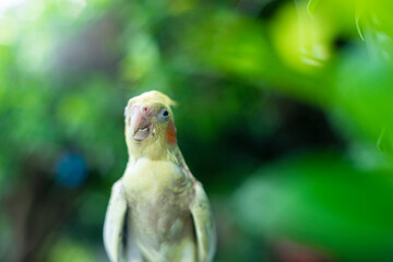 Obraz premium spots on the underside of his tail feathers and wings. The grey feathers on his cheeks Cockatiel Nymphicus and Cockatiel Nymphicus crest are replaced by bright yellow feathers
