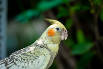 Cockatiel Nymphicus typically occurring about six to nine months after hatching: the male  Cockatiel Nymphicus loses the white or yellow barring