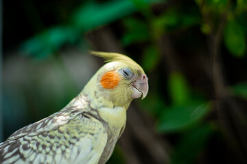 Cockatiel Nymphicus typically occurring about six to nine months after hatching: the male  Cockatiel Nymphicus loses the white or yellow barring