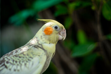 Cockatiel Nymphicus typically occurring about six to nine months after hatching: the male  Cockatiel Nymphicus loses the white or yellow barring