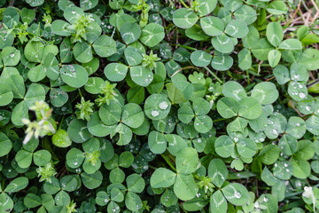 A three-leaf clover whose flower language means happiness. A shamrock with raindrops forming on it. Trifolium repens