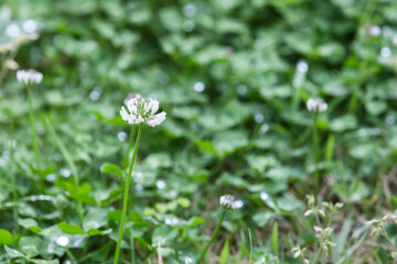 White clover flowers found in the park. shamrock, Trifolium repens