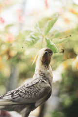  Nymphicus hollandicus display horizontal yellow stripes or bars on the ventral surface of their tail feathers