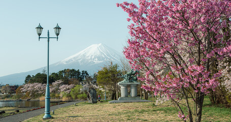 Japan beautiful landscape Mountain Fuji cherry blossom sakura at Lake kawaguchiko in japan. - 793558525