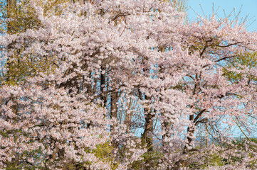 Beautiful sakura flower (cherry blossom) in spring. sakura tree flower on blue sky. - 793558564