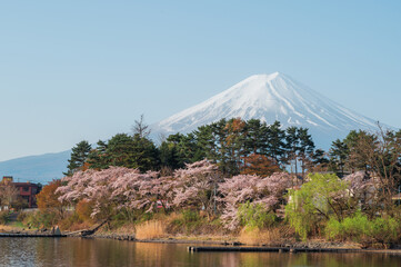 Japan beautiful landscape Mountain Fuji cherry blossom sakura at Lake kawaguchiko in japan. - 793558794