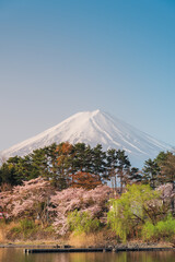Japan beautiful landscape Mountain Fuji cherry blossom sakura at Lake kawaguchiko in japan. - 793558928