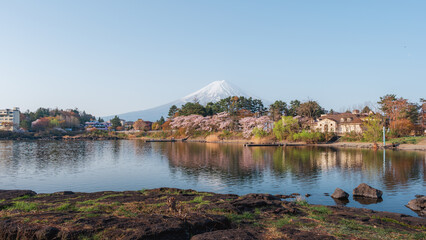 Japan beautiful landscape Mountain Fuji cherry blossom sakura at Lake kawaguchiko in japan. - 793559132