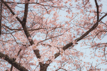 Beautiful sakura flower (cherry blossom) in spring. sakura tree flower on blue sky. - 793559361