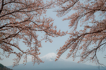 Japan beautiful landscape Mountain Fuji cherry blossom sakura at Lake kawaguchiko in japan. - 793559505