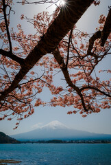 Japan beautiful landscape Mountain Fuji cherry blossom sakura at Lake kawaguchiko in japan. - 793559576