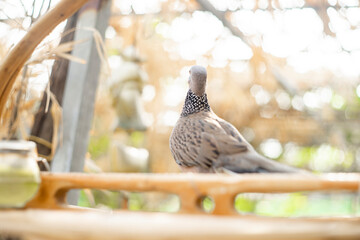 Spotted dove species was formerly included in the genus Streptopelia with other turtle-doves, but Spotted dove studies suggest that they differ from typical members of that genus
