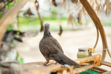 Spotted dove species was formerly included in the genus Streptopelia with other turtle-doves, but Spotted dove studies suggest that they differ from typical members of that genus