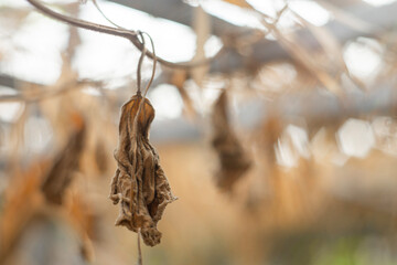 Close-up of water drops on leaf,Close-up of hand holding leaf,Cropped hand of man holding autumn leaves in forest Fallen leaves on the road,  