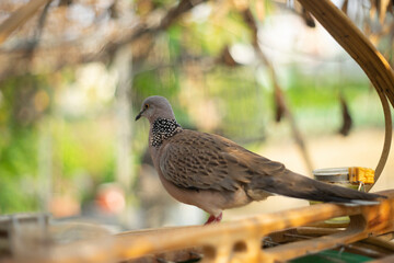 Spotted dove become visible when the bird takes off. Sexes Spotted dove are similar