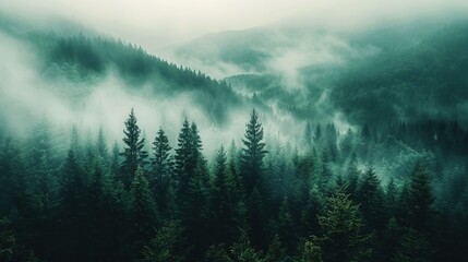 misty morning in the forest 4k background, smoky jungle background, Aerial footage of spruce forest...
